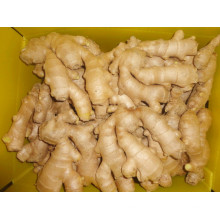 Professional Supply Fresh Ginger/Air Dry Ginger